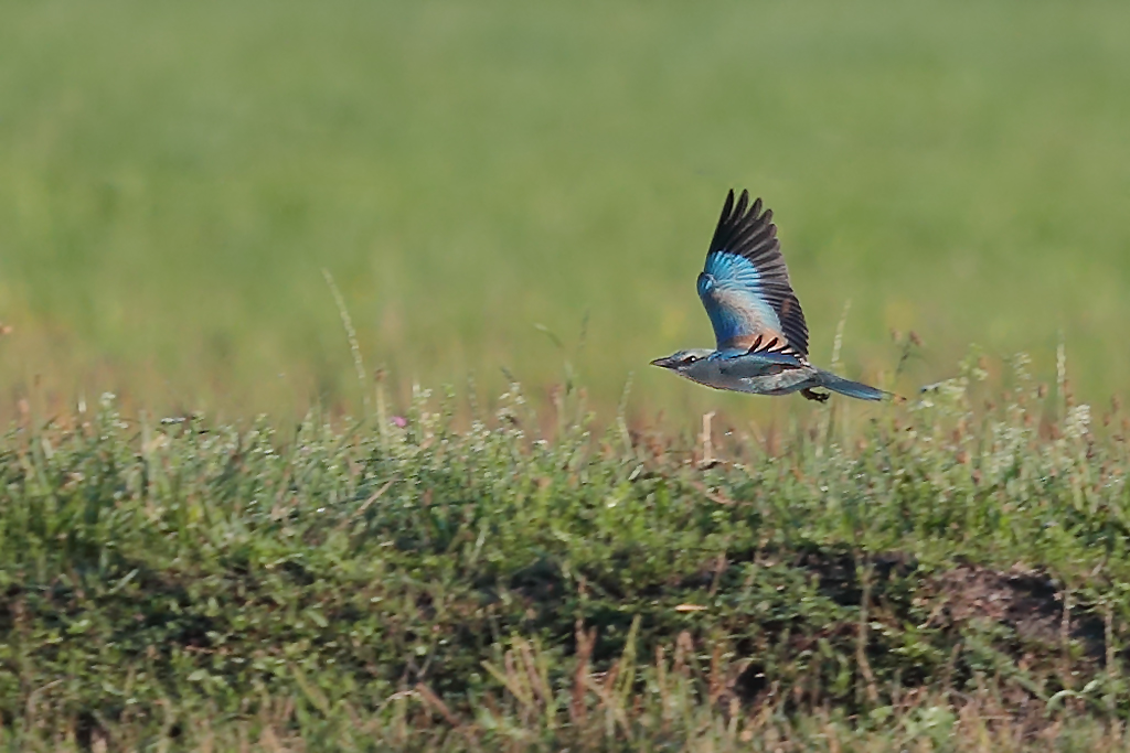 Blauracke – Fotografiert am 22. August 2022 bei Neuhof im Seeland (FR)