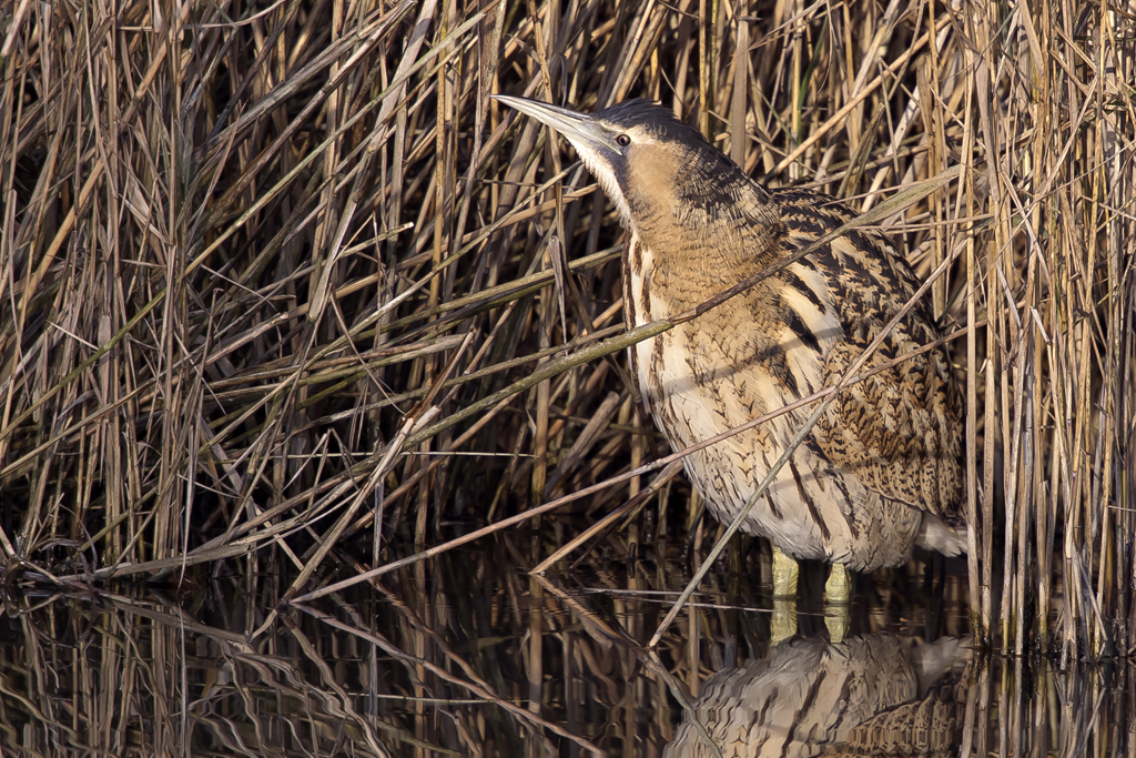 Rohrdommel – Rohrdommel am 9. Dezember 2013 im  Schilfgürtel des Klinganuer Stausees