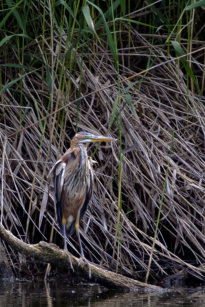 Purpurreiher – Aufnahme am 20. Juni 2011 bei Chavornay VD, eines der letzten Brutgebiete in der Schweiz. 