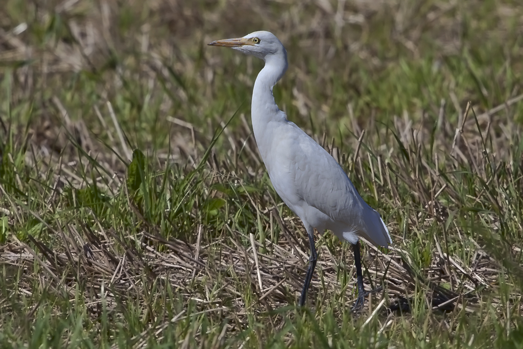 Kuhreiher – aufgenommen am 1. September 2010 am Flachsee