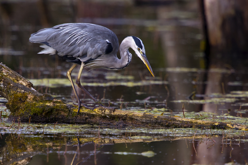 Graureiher – Graureiher aufgenommen am 25. Juli 2011 in der Petite Camargue Alsacienne F