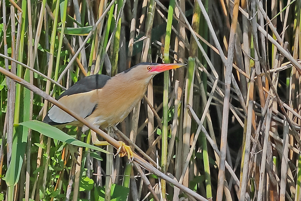 Zwergdommel – Zwergdommel Männchen, Lago di Gudo 1. Juni 2023
