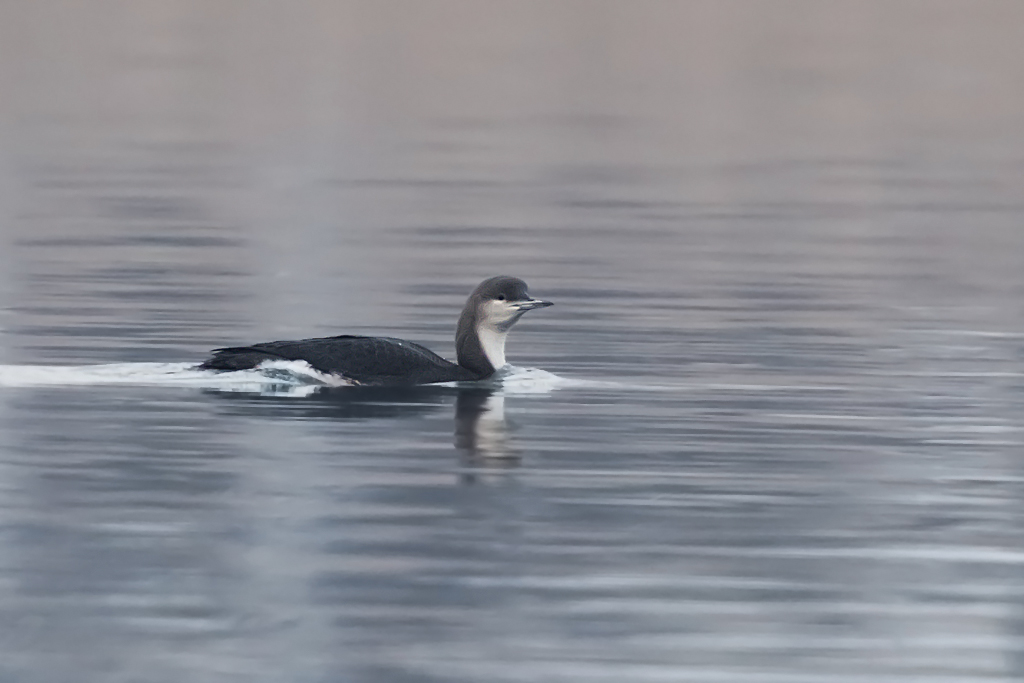 Prachttaucher – Aufgenommen am 9. Februar 2012 im Seerhein bei Tägerwilen TG