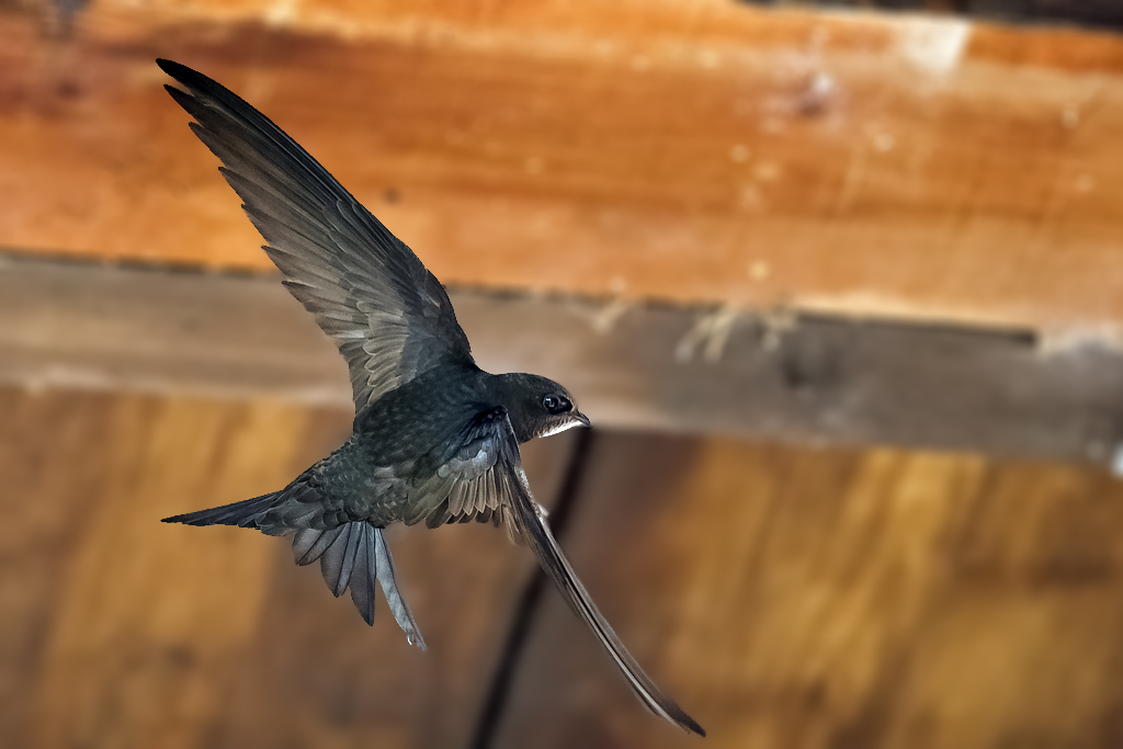 Mauersegler – Mauersegler in Therwil aufgenommen am 4. Juli 2018