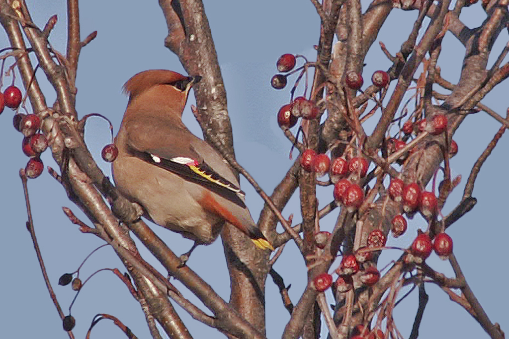Seidenschwanz – Aufgenommen im Januar 2004 auf dem Ballon d’Alsace in Frankreich.