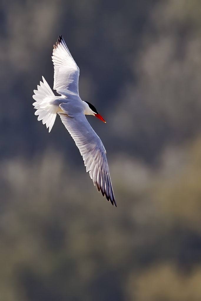 Raubseeschwalbe – Aufgenommen am 2. August 2011 in Yverdon am Neuneburgersee.