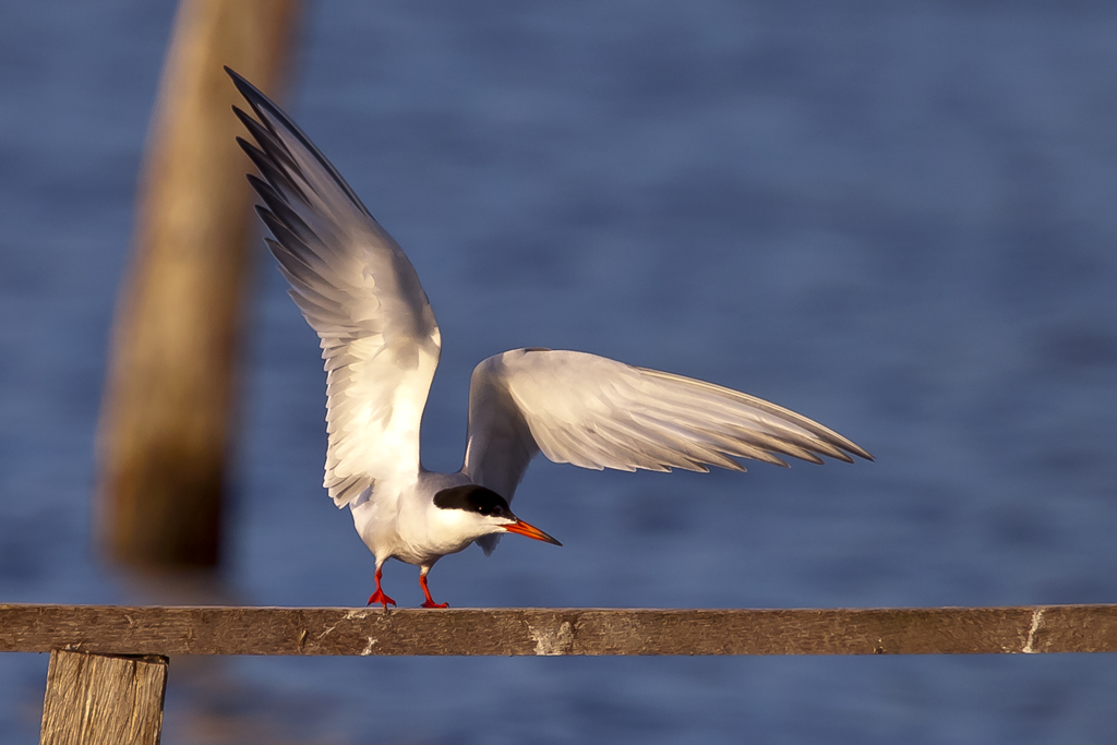 Flussseeschwalbe – Aufgenommen am 10. Juli 2012 im Chablais de Cudrefin