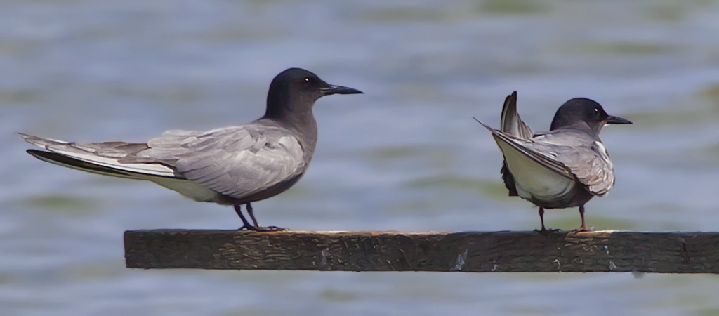 Trauerseeschwalbe – aufgenommen am 8. Juni 2013 ich Chablais de Cudrefin