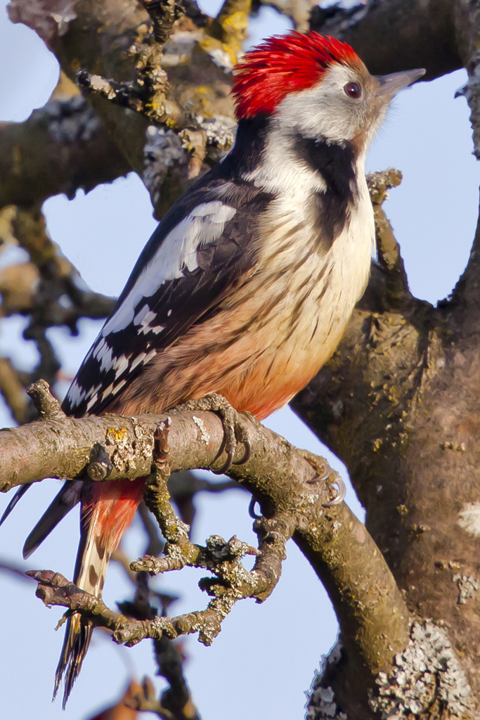 Mittelspecht – Mittelspecht