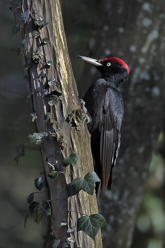 Schwarzspecht – Schwarzspecht Männchen aufgenommen am 10. Februar 2004 im Moosholz in Therwil.