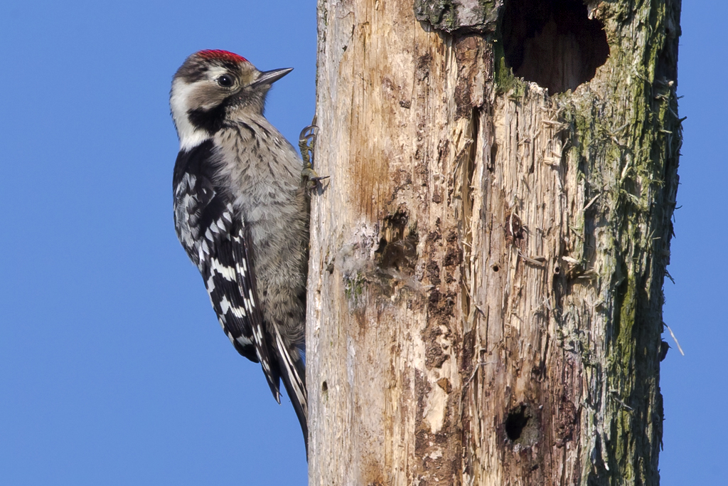 Kleinspecht – Aufgenommen am 17. Juni 2019 in der Grossen Rosin, Mecklenburg-Vorpommern, Deutschland