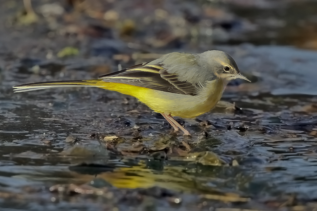 Bergstelze – Bergstelze im Schlichtkleid am 26. Dezember 2008  auf dem tauenden Eis, im Bootshafen an der Ergolz Mündung 
