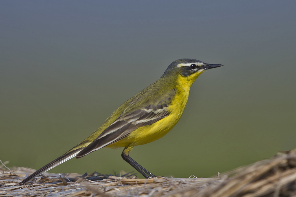 Schafstelze – Aufgenommen am 9. Mai 2016 in der Bewahrungszone Hansag, einer Niedermoorlandschaft bei Andau, im Seewinkel am Neusiedlersee, Oesterreich.
