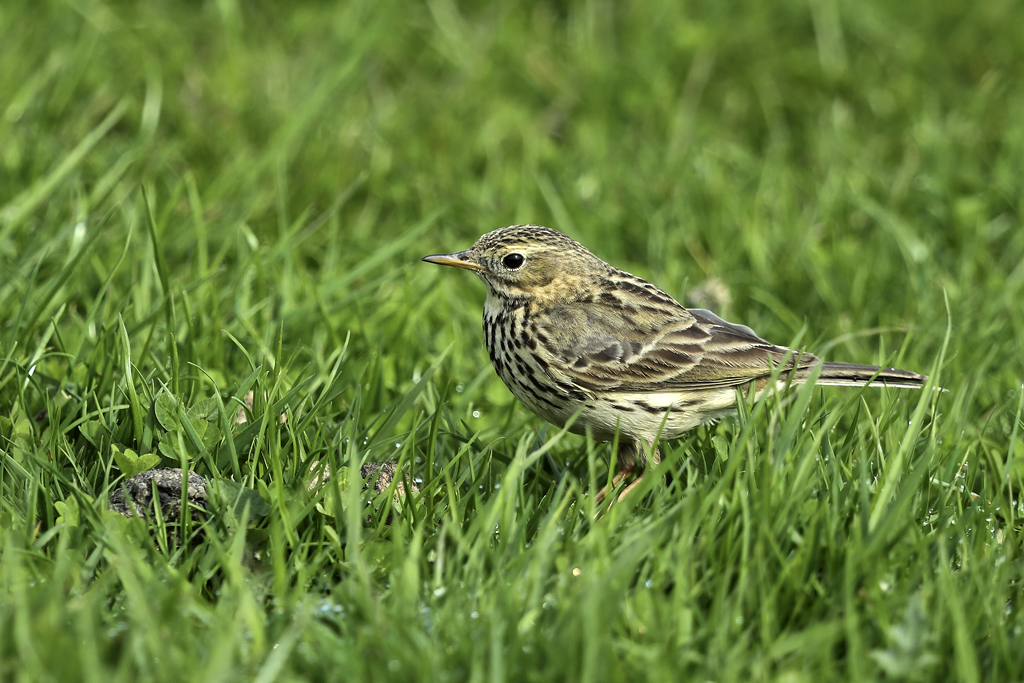 Wiesenpieper – Aufgenommen am 17. April 2018 auf einer Schafweide auf der Insel Texel in den Niederlanden.