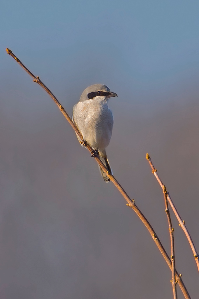 Raubwürger – Aufgenommen am 30 Dezember 2016 bei Aesch BL