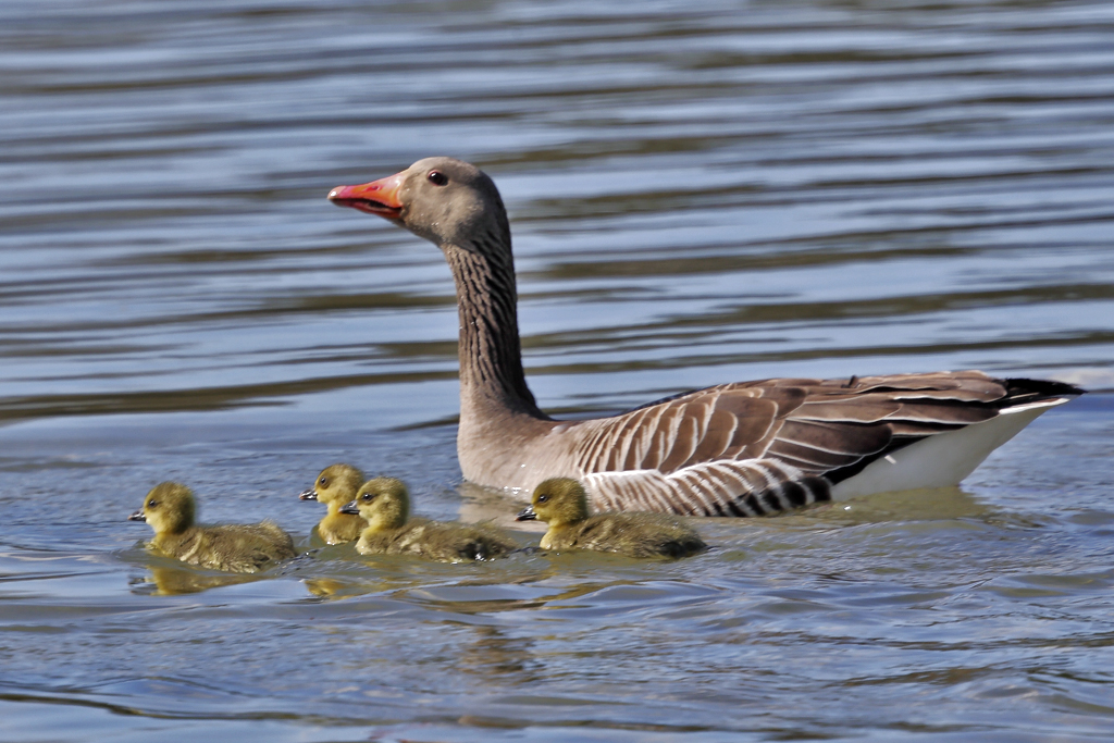 Graugans – aufgenommen am 8. April 2021 auf dem Flachsee