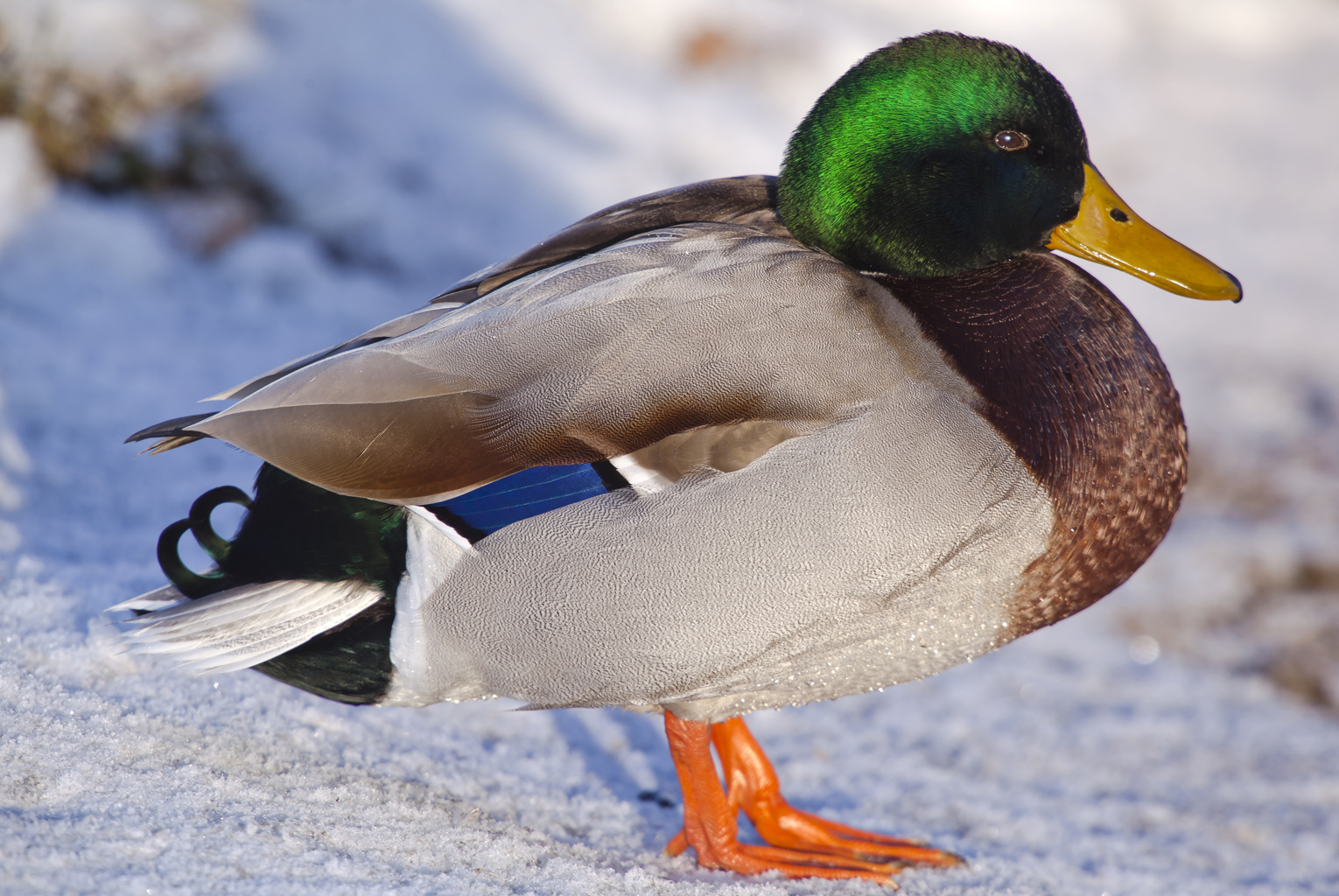Stockente – Stockenten Männchen im Prachtkleid
