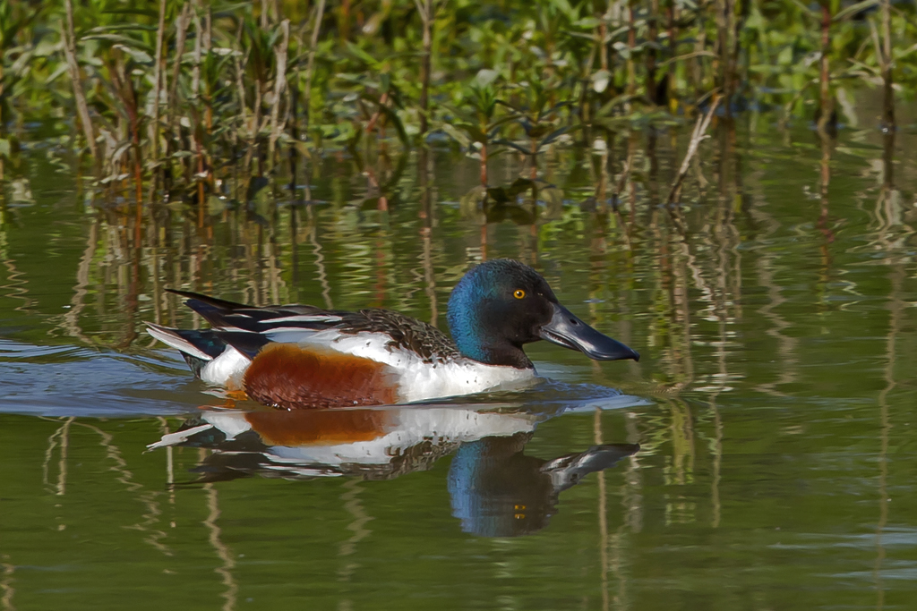 Löffelente – Aufgenommen am 18. Mai 2015 am Flachsee bei Unterlunkofen