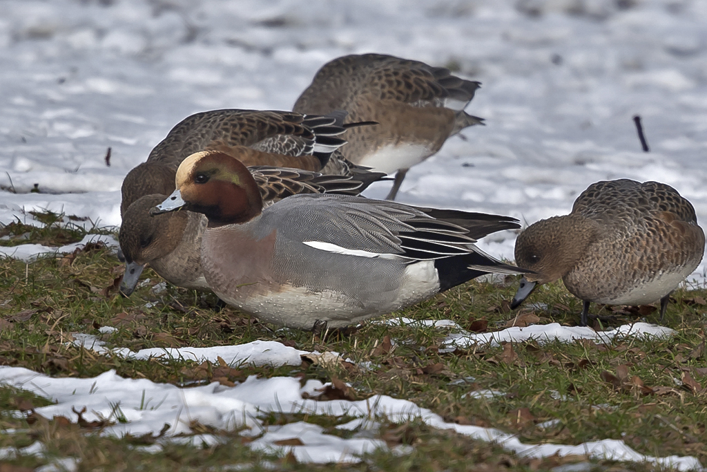 Pfeifente – Aufgenommen am 17. Januar 2017 in Steinach bei Romanshorn