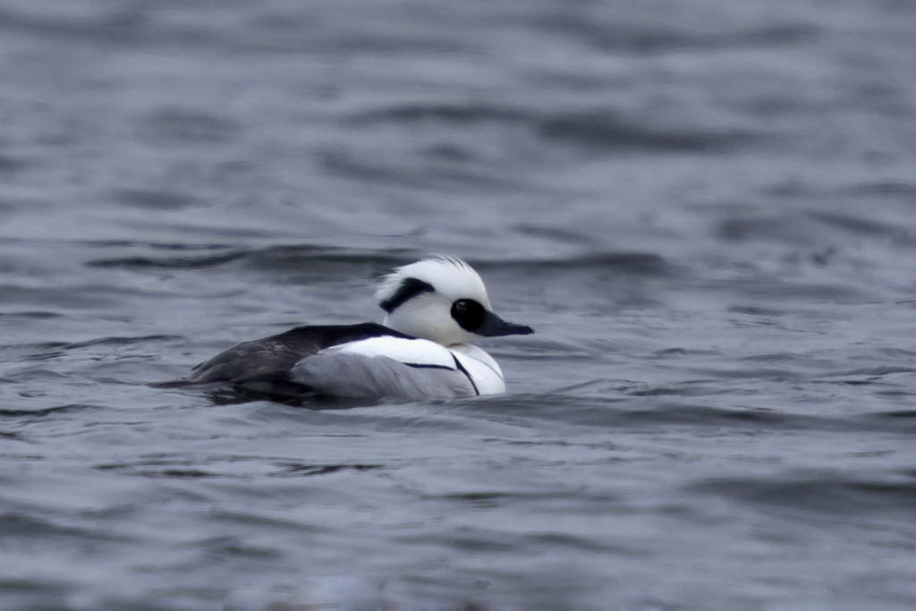 Zwergsäger – Aufgenommen am 11. Februar 2021 auf dem Burgäschisee.