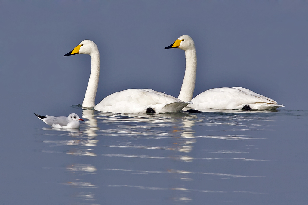 Singschwan – Aufgenommen am 27. Januar 2017 Bei Arbon Seemoosriet TG am Bodensee