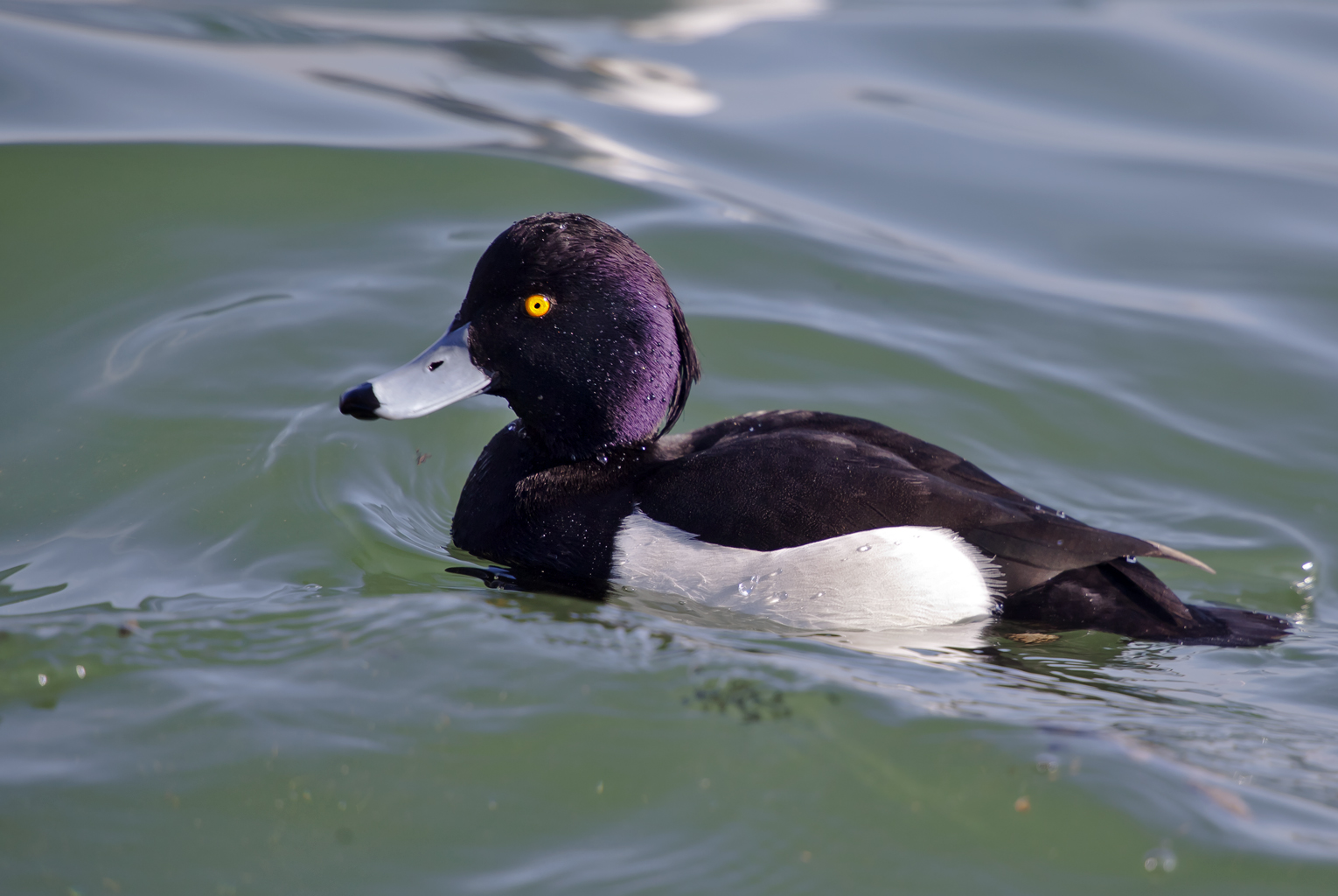 Reiherente – Aufgenommen am 19. Februar 2013 an der Ergolz bei Augst BL.