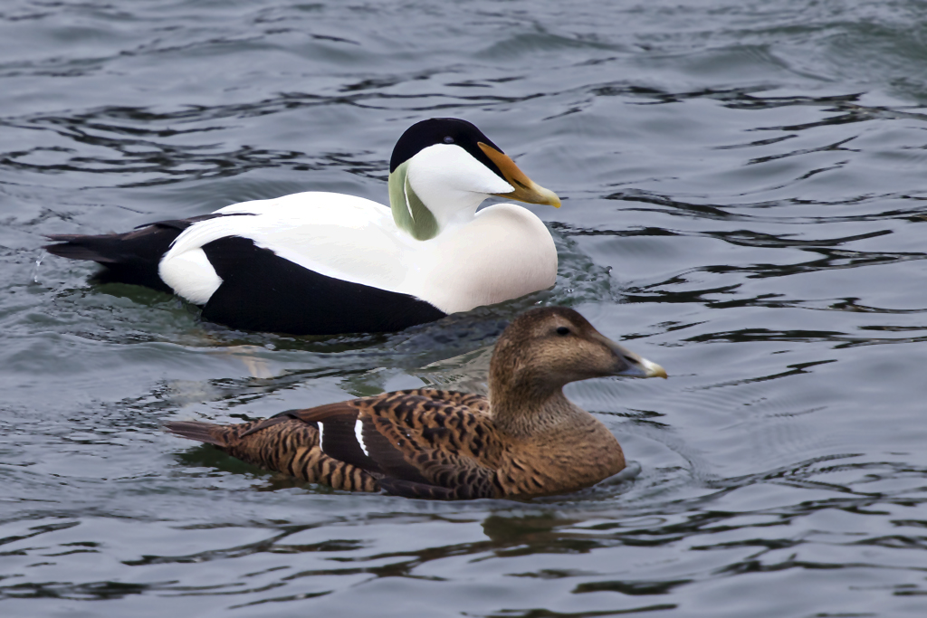 Eiderente – Eiderenten Paar, aufgenommen am 11. Januar 2012 bei Rapperswil SG