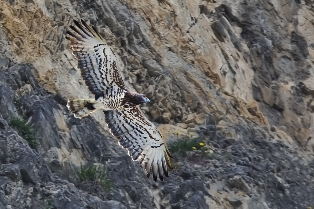 Schlangenadler – aufgenommen am 4. April 2017 in Chamoson