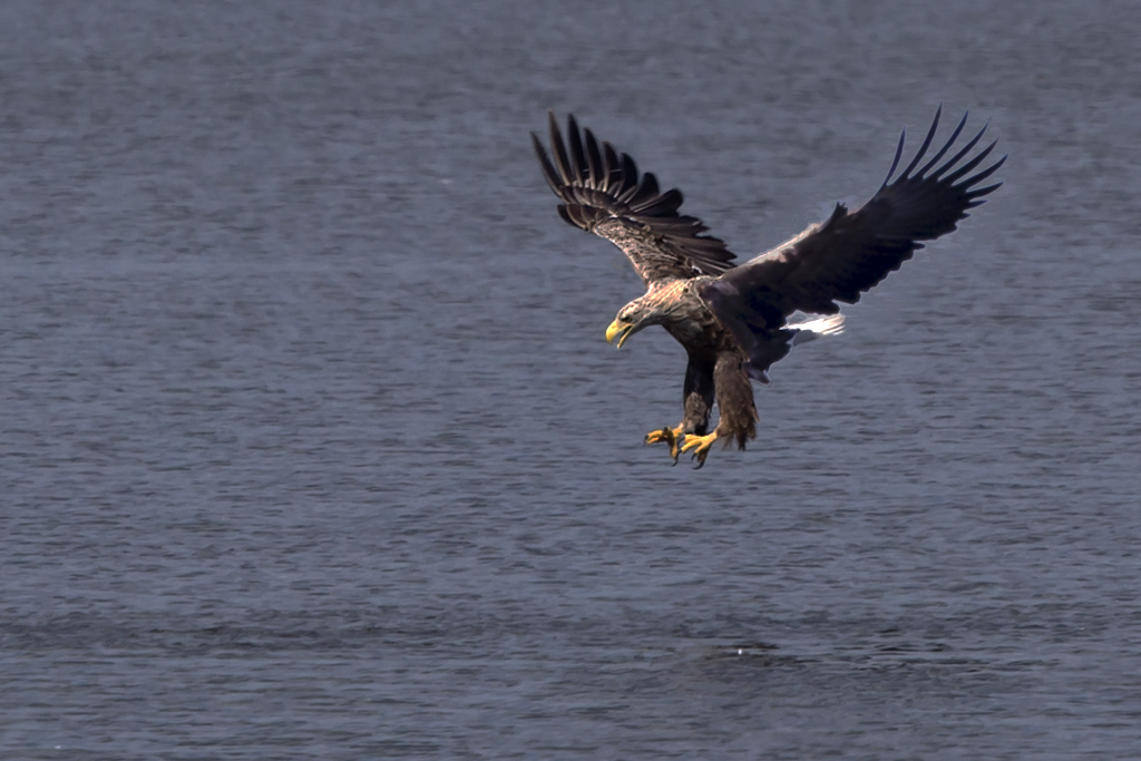 Seeadler – Aufgenommen am 17. Juni 2019 in der Grossen Rosin in Mecklenburg-Vorpommern, Deutschland.