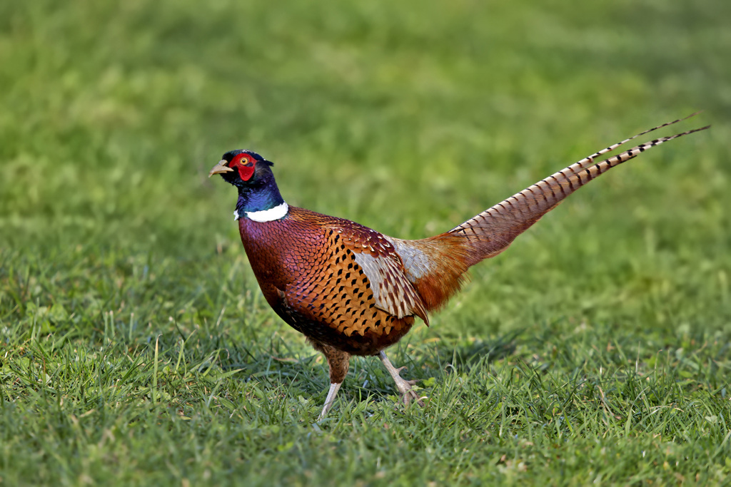 Jagdfasan – Jagdfasan aufgenommen am 17. Februar 2021 in Witterswil SO