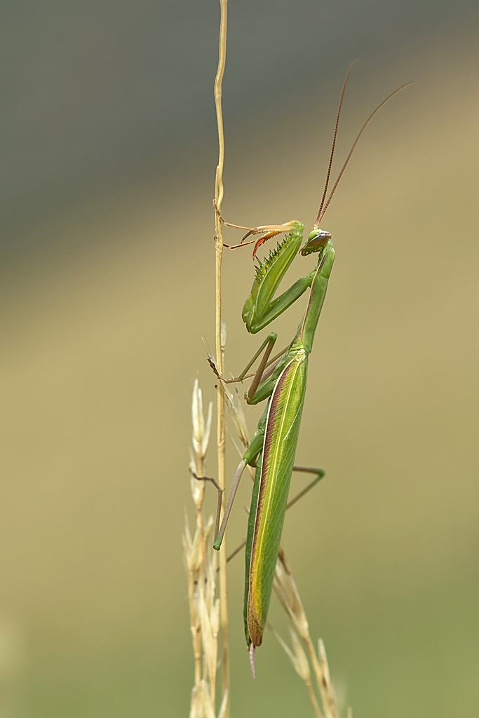 Gottesanbeterin – Aufgenommen am  3. September 2018  auf dem Badberg im Kaiserstuhl, Baden-Württemberg, Deutschland