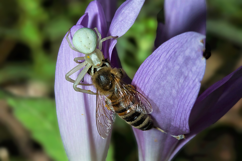 Veränderliche Krabbenspinne