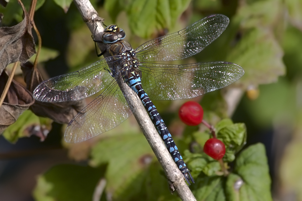 Herbstmosaikjungfer – Herbstmosaikjungfer