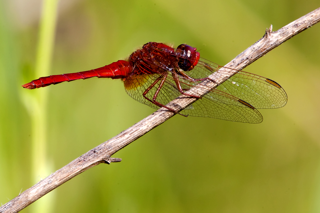 Feuerlibelle – aufgenommen am 8. Juli 2013 an der Stillen Reuss bei Rottenschwil