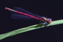 Frühe Adonislibelle