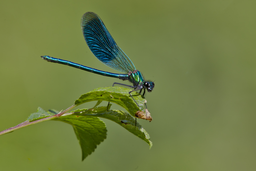 Gebänderte Prachtlibelle