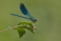 Gebänderte Prachtlibelle