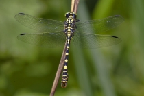 Kleine Zangenlibelle