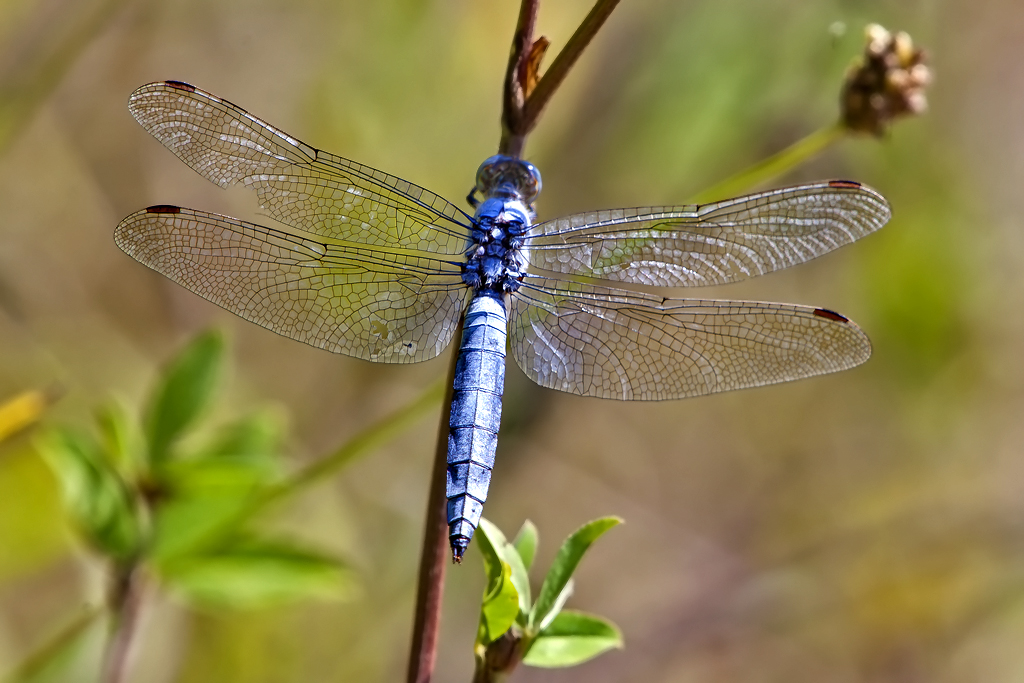 Südlicher Blaupfeil