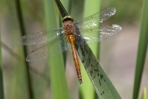 Keilfleck Mosaikjungfer