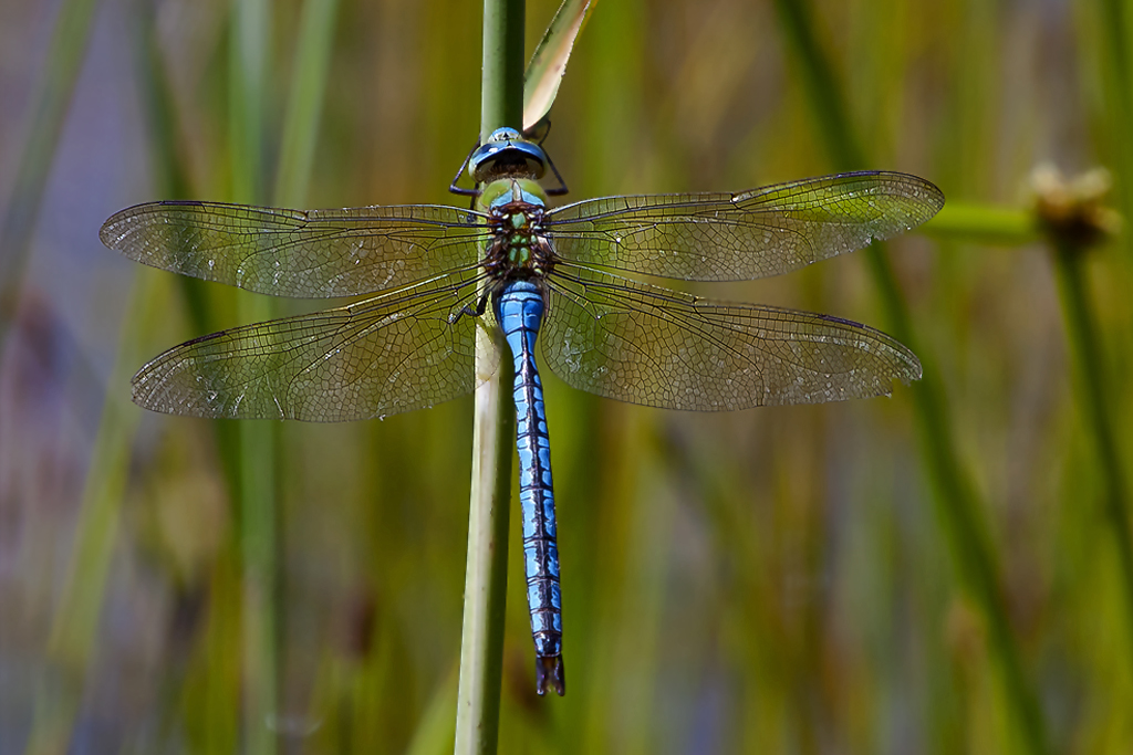 Grosse Königslibelle