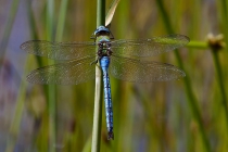 Grosse Königslibelle