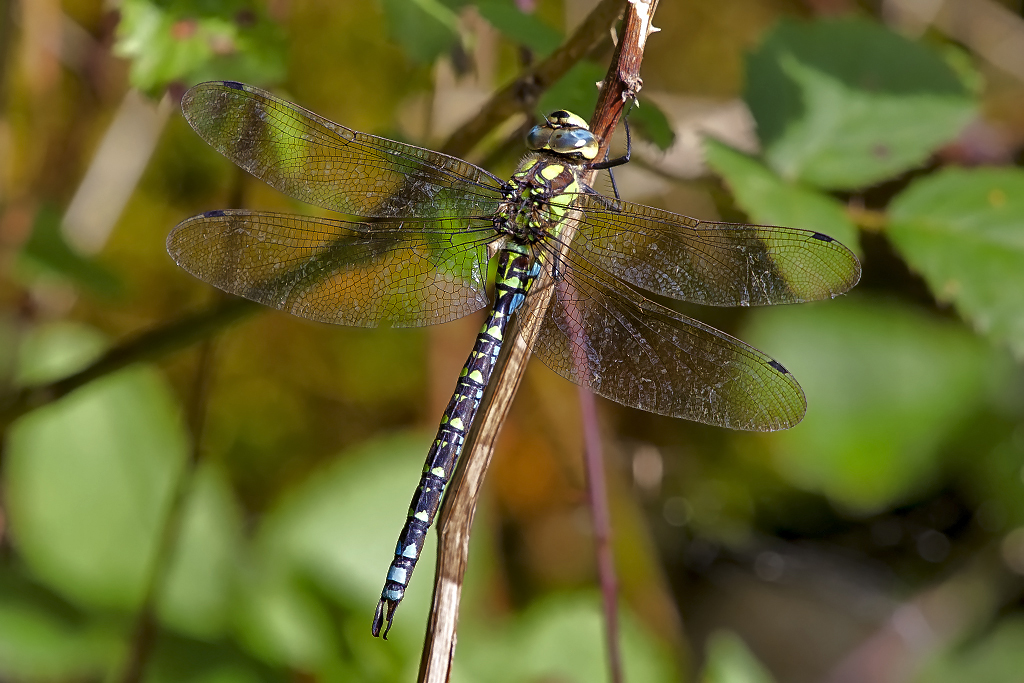 Blaugrüne Mosaikjungfer
