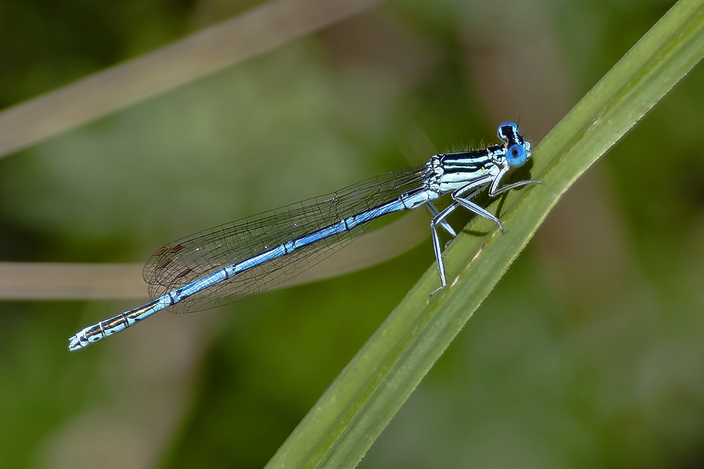 Gemeine Federlibelle