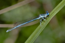 Gemeine Federlibelle