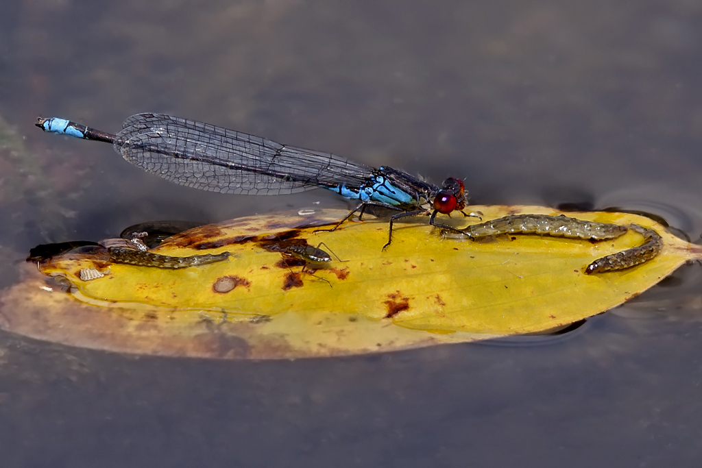 Kleines Granatauge – Aufgenommen am 14. Juli 2014 in der Petite Camargue Alsacienne. 
