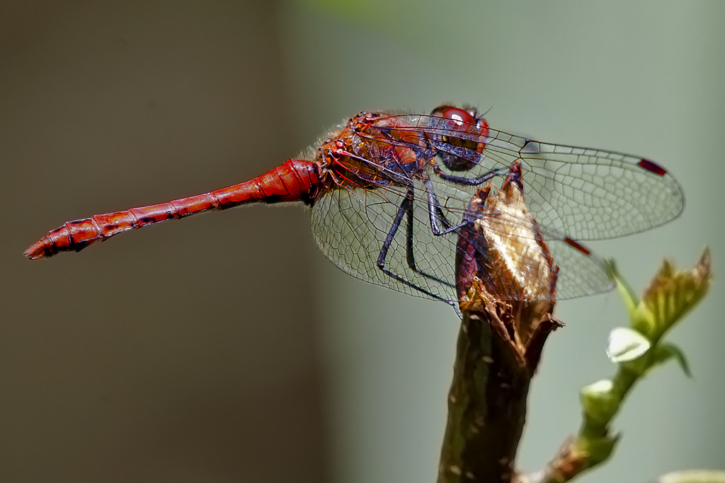 Blutrote Heidelibelle – Aufgenommen am 23. Juli 2014 in der Petite Camargue Alsacienne.