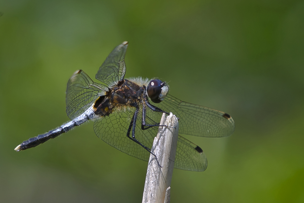 Oestliche Moosjungfer – Aufgenommen am 18. Mai 2015 an der Stillen Reuss bei Rottenschwil