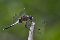 Oestliche Moosjungfer