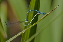 Hufeisen Azurjungfer